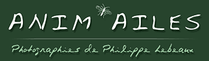 La banni�re du site de Philippe Lebeaux