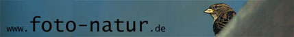 La banni�re du site de Sascha Rosner