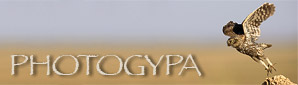 La bannière du site photogypa
