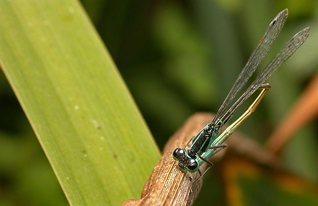 photo d'agrion élégant