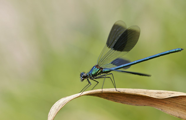 Photo de caloptéryx éclatant, Calopteryx splendens