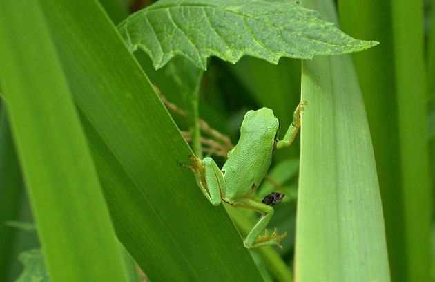 Photo de rainette arboricole, Hyla arborea