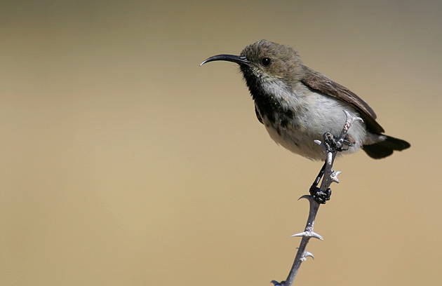 Photo de souimanga fuligineux, Nectarina oscura